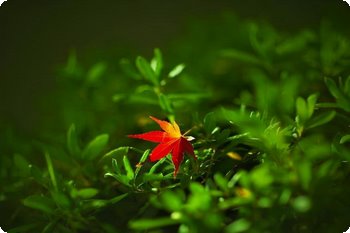 tall是什么意思